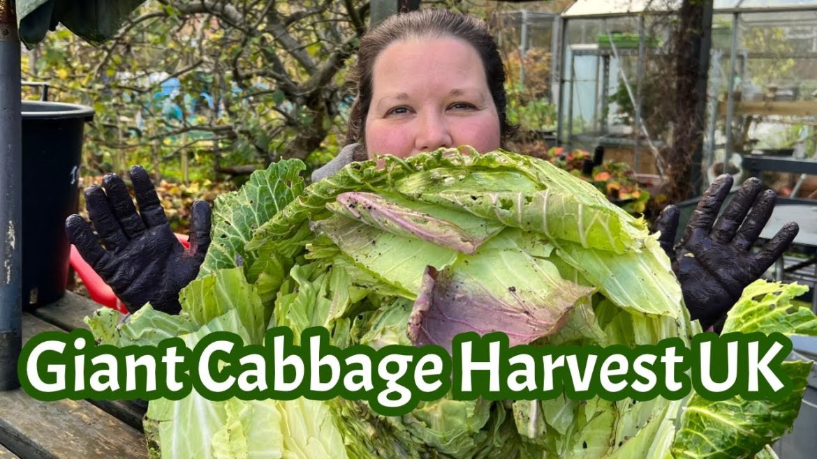 Harvesting our giant cabbage 2022: GIANT VEG UK: #VegetableGardenUK