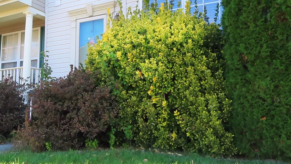 Yard Clean Up with Massive Overgrown Bushes CANT SEE OUT THE WINDOW