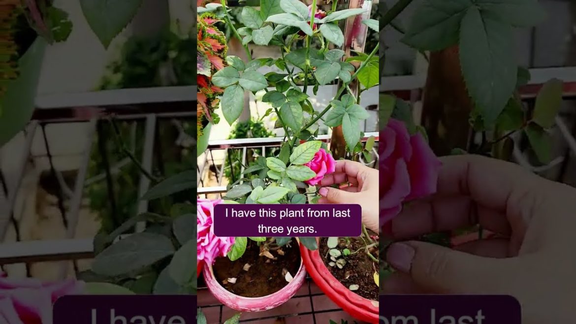 Rose Care Secret & Genuine Tips / #shorts #short #rose #roses #gardening