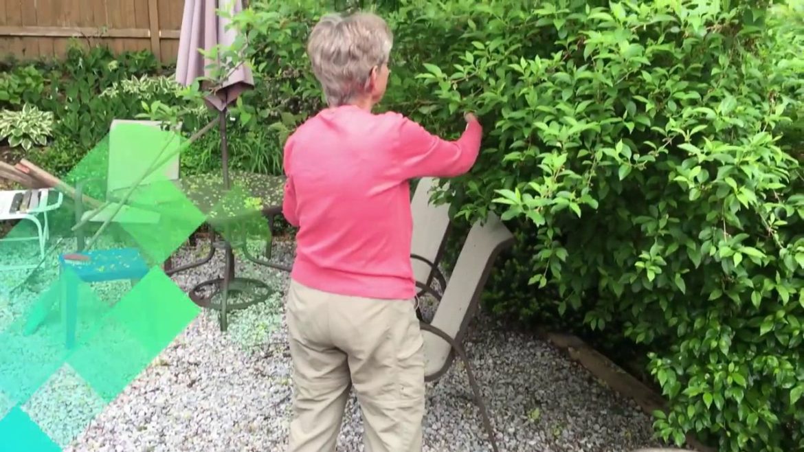 3 Powerful Tips For Senior Gardeners