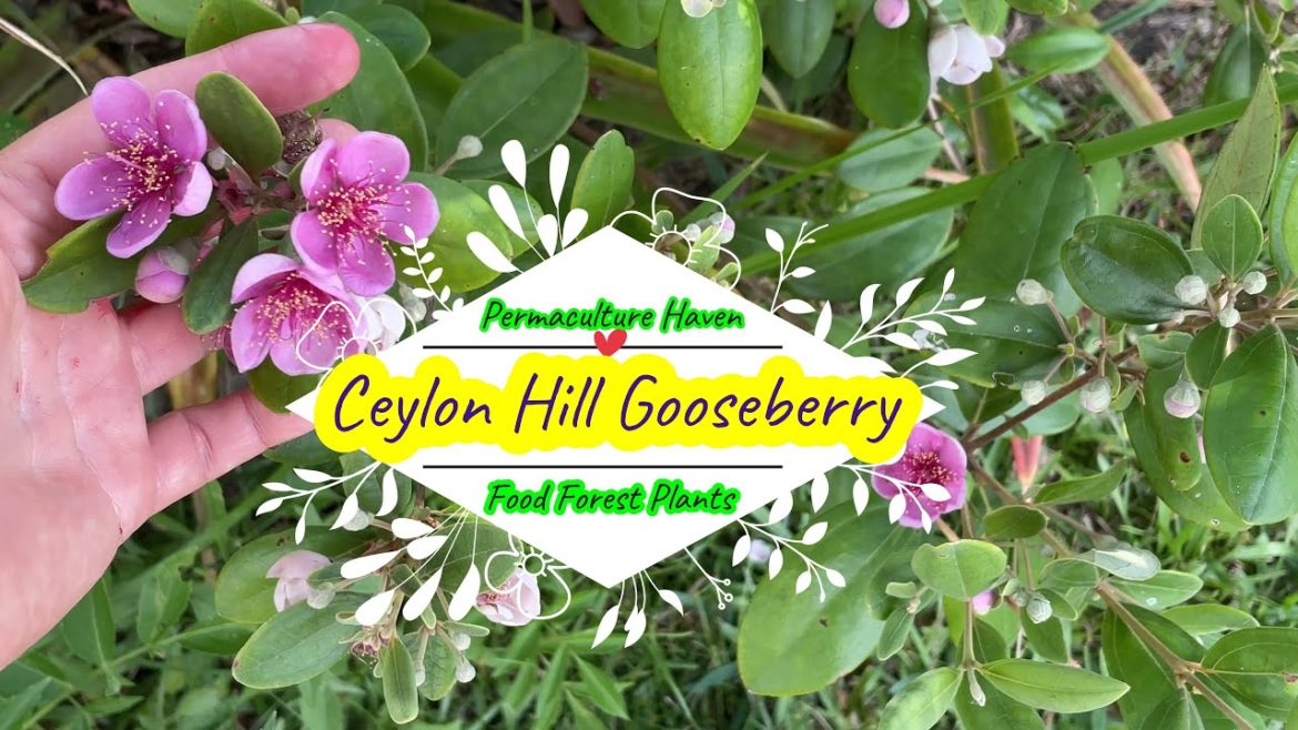 Ceylon Hill Gooseberry - Rhodomyrtus tomen - Subtropical Food Forest Plants