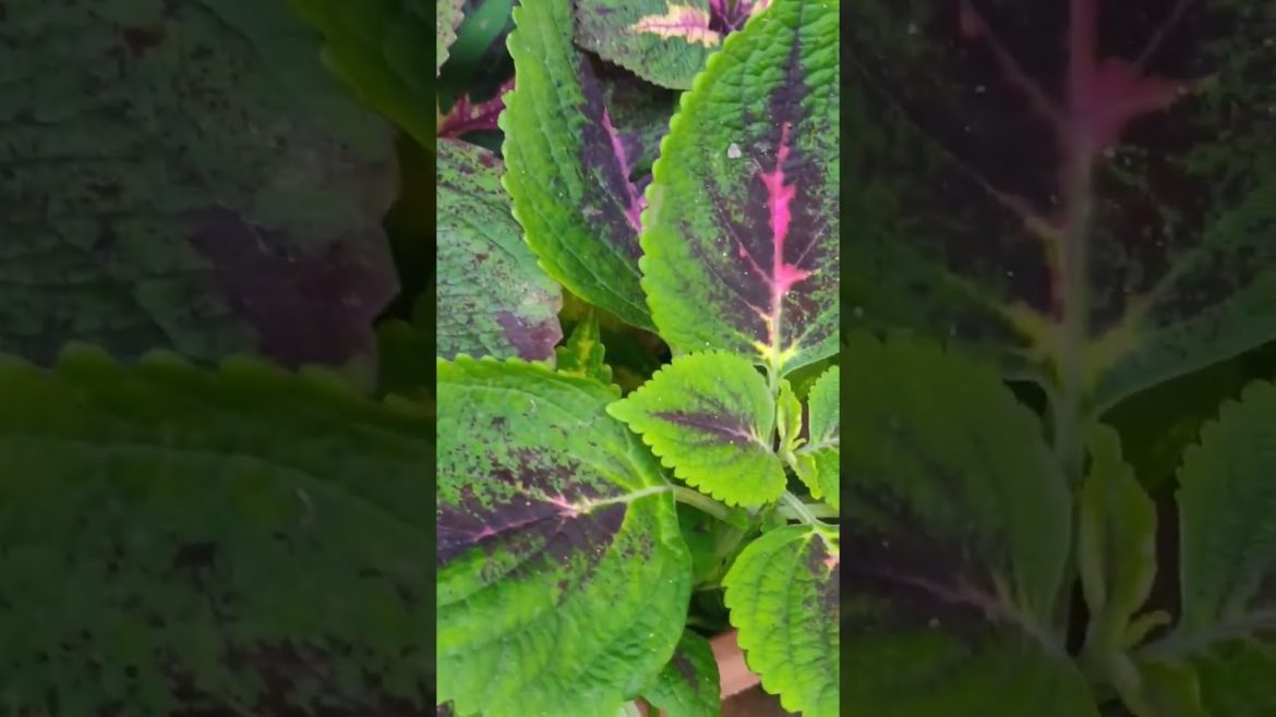 Mayana. Coleus plant stem cuttings. 💚🌿🌱 #plants #propagation #shorts #plantshorts