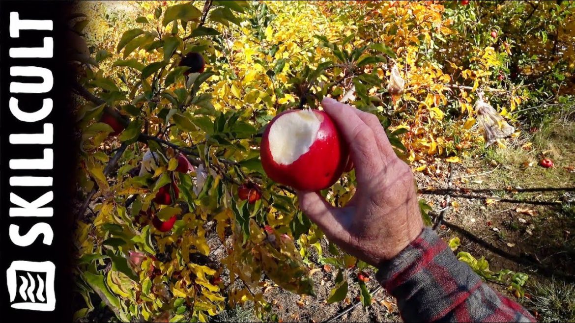 Tasting Seedling Apples, Thanksgiving 2022 Tasting Seedling Apples, Thanksgiving 2022