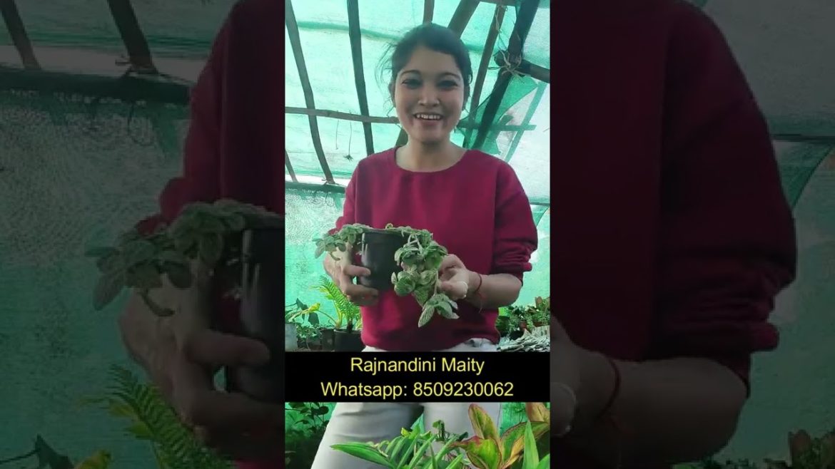 gardening bags for planting | ছাদ বাগান #gardenscapes  করুন আমার সাথে | আমি রাজনন্দিনী |