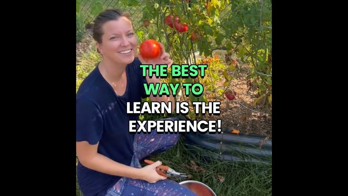 Harvest the first garden!  #Ollegardens