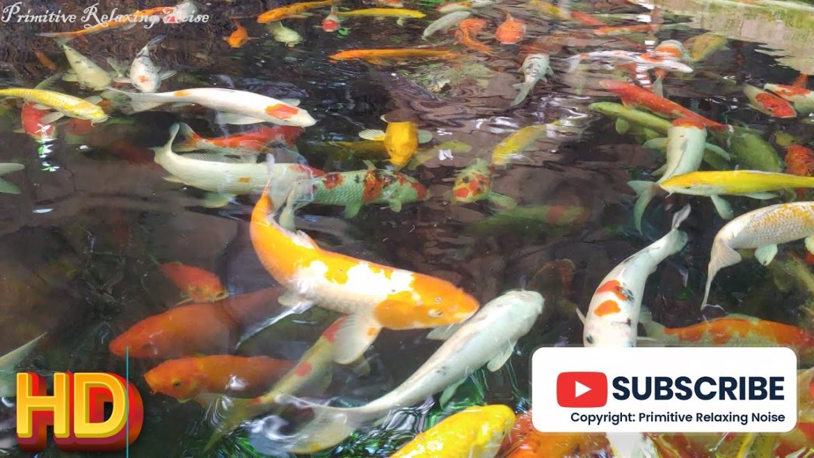 Koi Fish Pond And Calm Flowing Waterfall