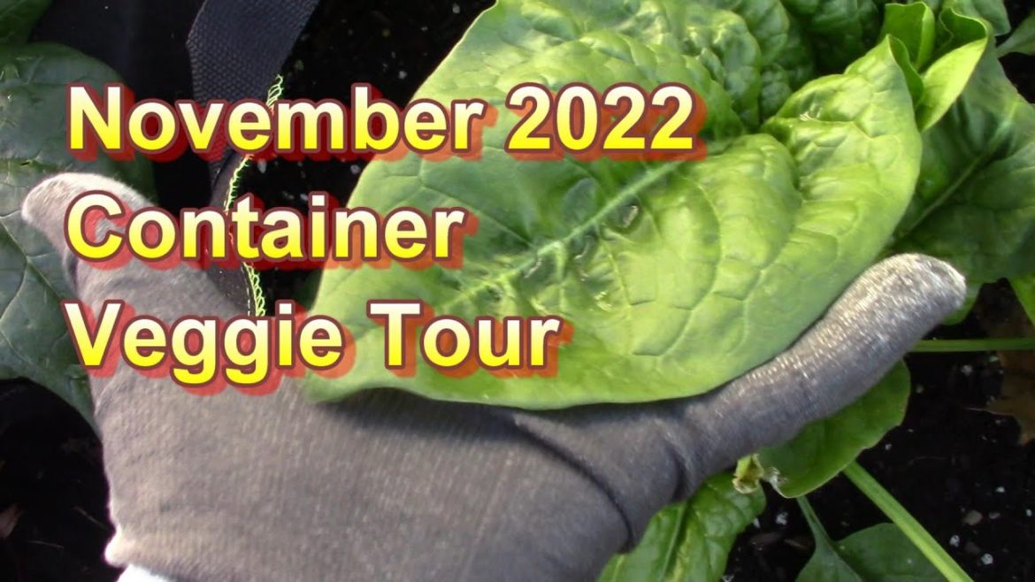 November 2022 Container Veggie Tour and Update/Weather Damage to Containers