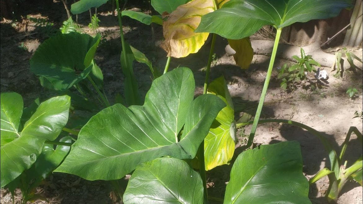 taro root with dry fish recipe  , paneer with tomato simple way to .#vlogs#foodvlogs