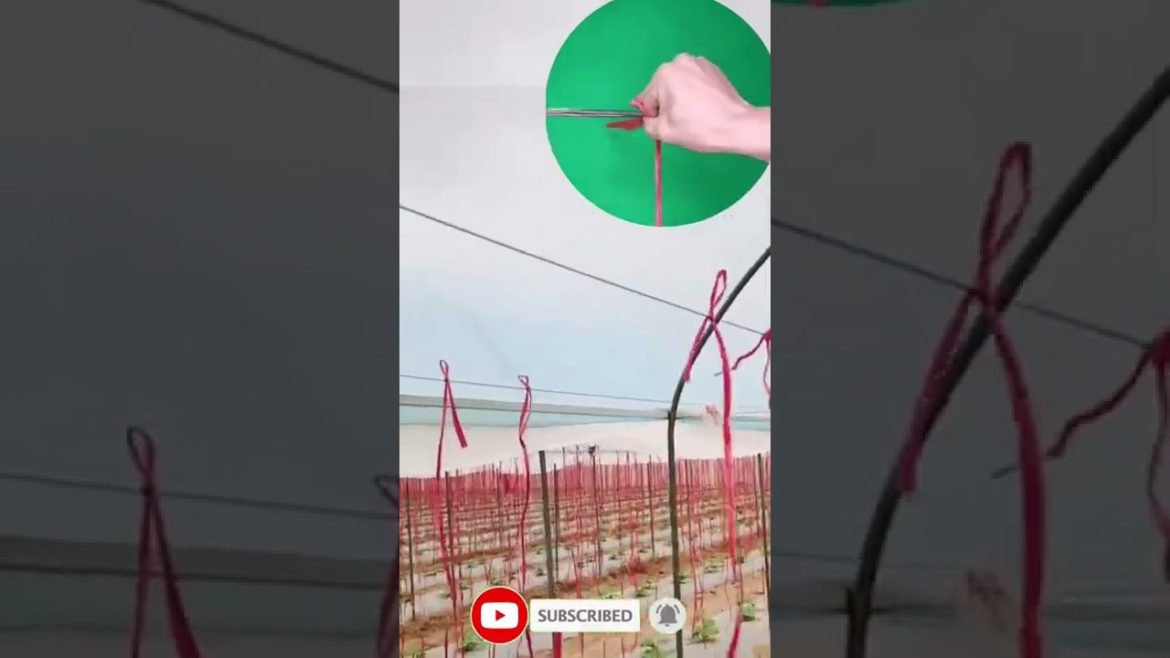 Tips for tying vines #shorts #satisfying #funny #Agriculture #harvest