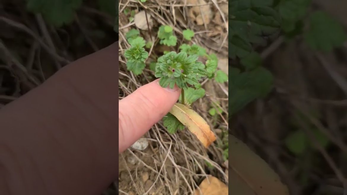 Identify 13 Lawn Weeds in 15 Seconds