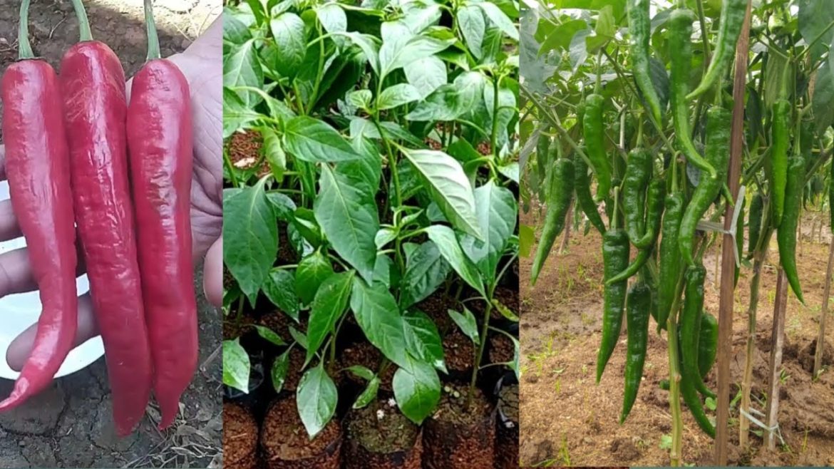 How to grow chillies from seeds