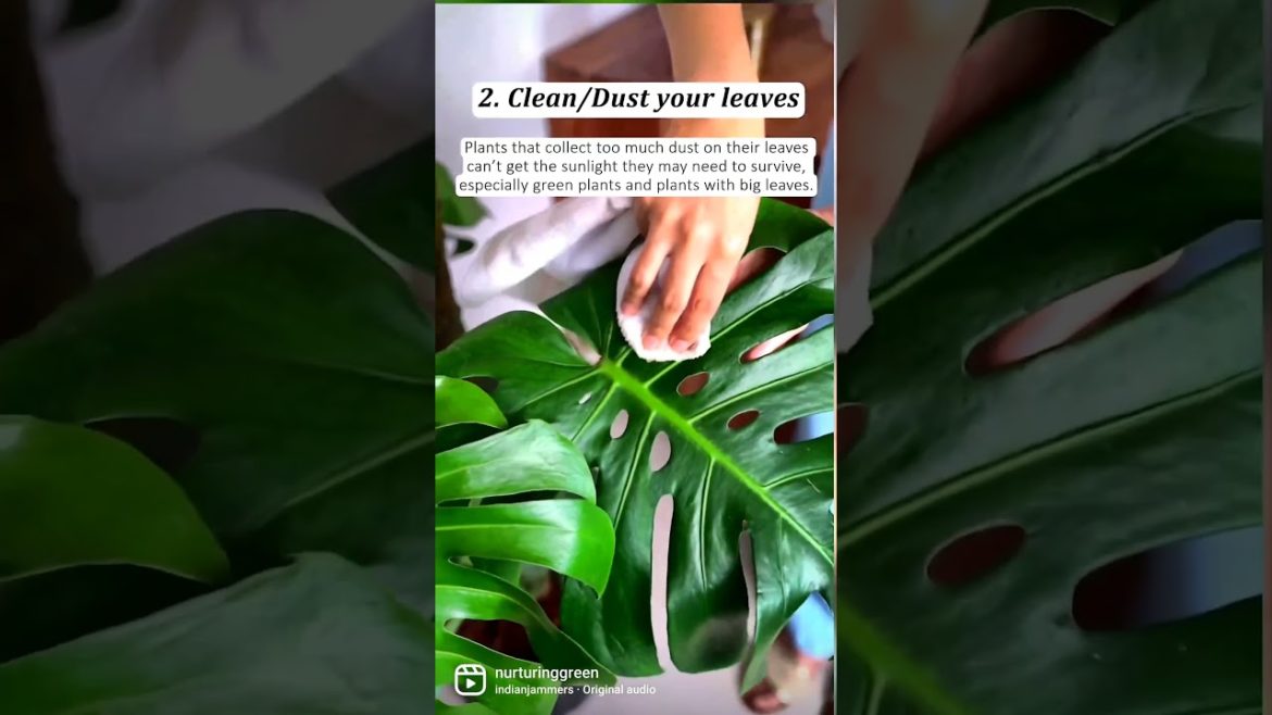 5 Important Plant Care Tips for Beginner Gardeners