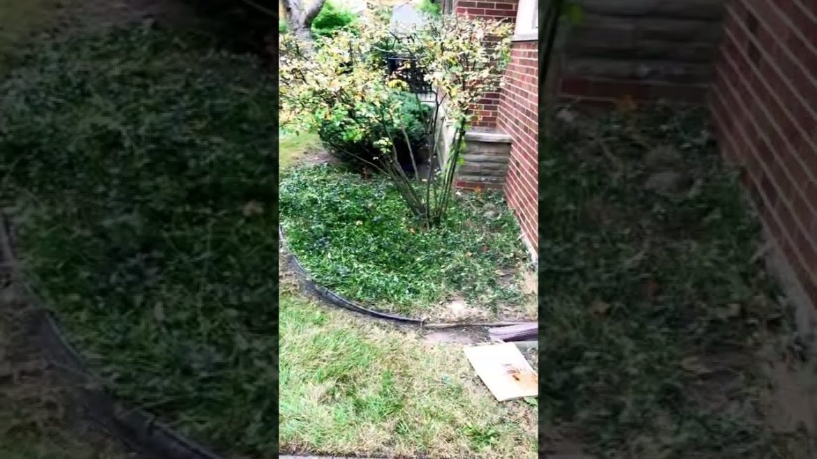 50hr Fall Clean Up For High Profile Client(FrontYard After)🍂 #Fall Clean Up #leaves #yardwork