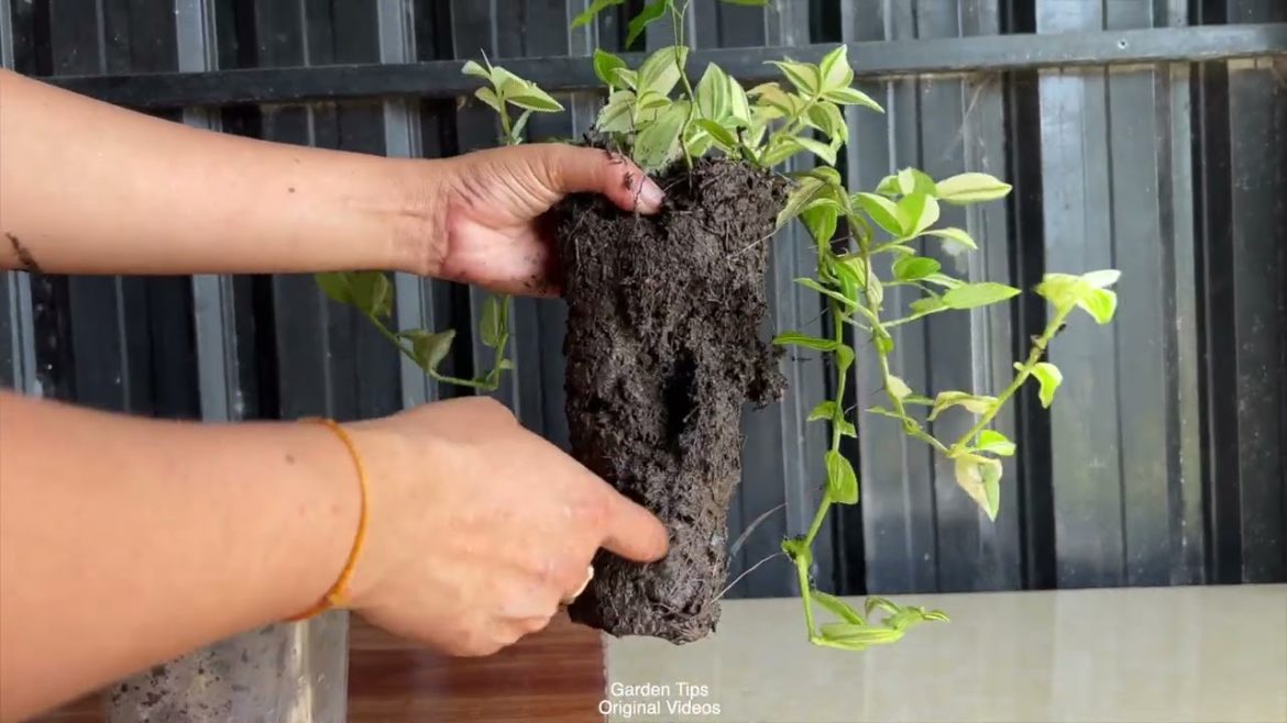 Green Wandering Jew In Plastic PotGarden Tips.