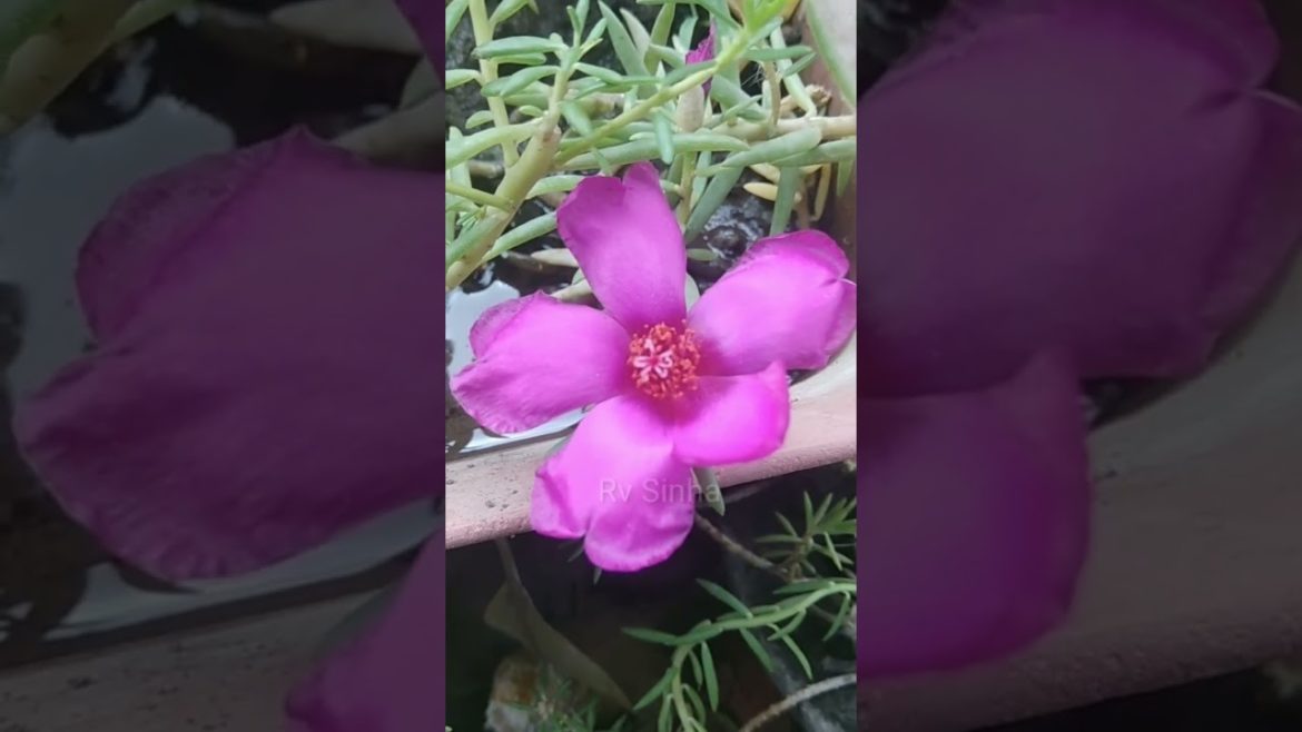 Shorts 😍 Shorts 😍