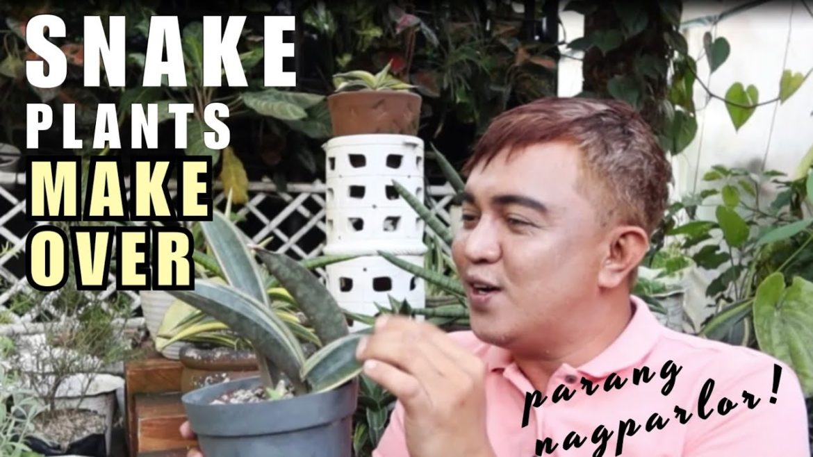 SNAKE PLANTS MAKE OVER |DO THESE TO YOUR PLANTS TO MAKE THEM MORE BEAUTIFUL