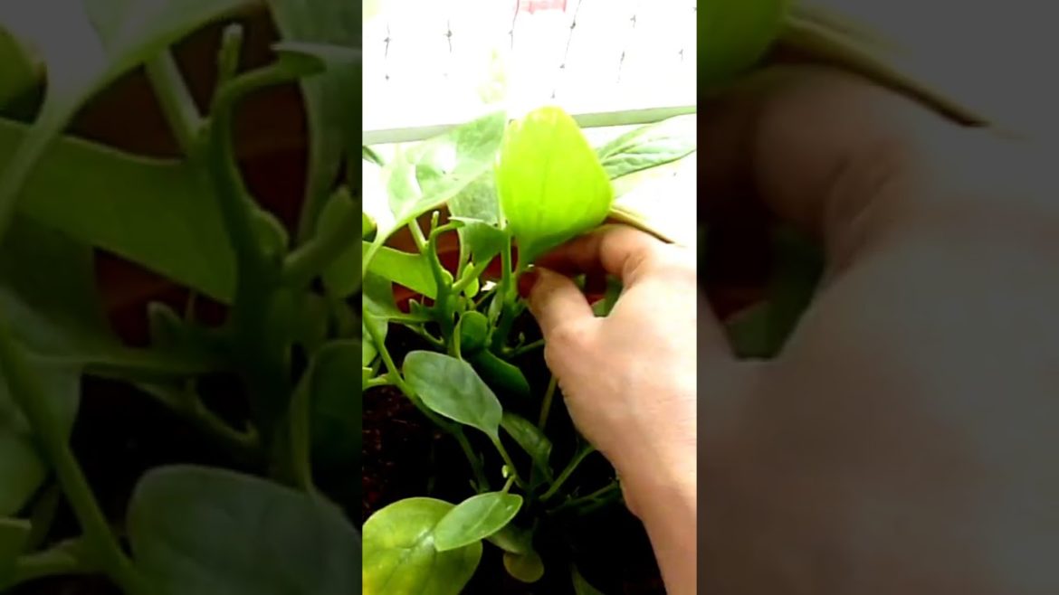 #shorts  Grow leafy vegetables without seeds easily at home #garden #vegetable