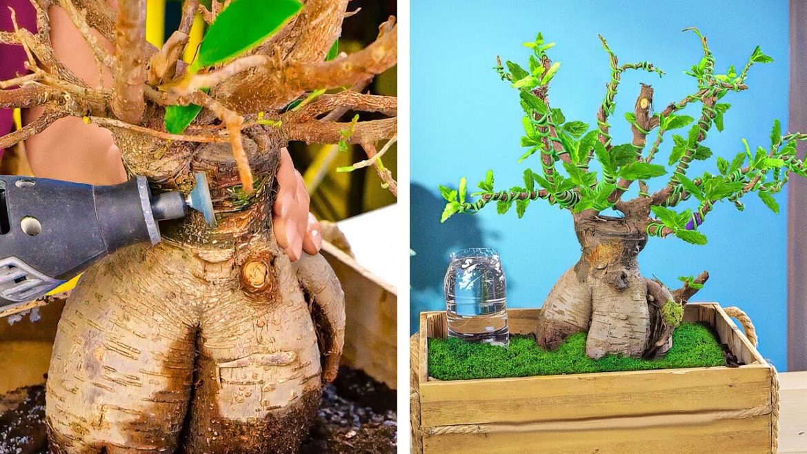 DAMAGED PLANT RECOVERED || Live-Giving Tricks to make your Lovely Plants Green and Blossom