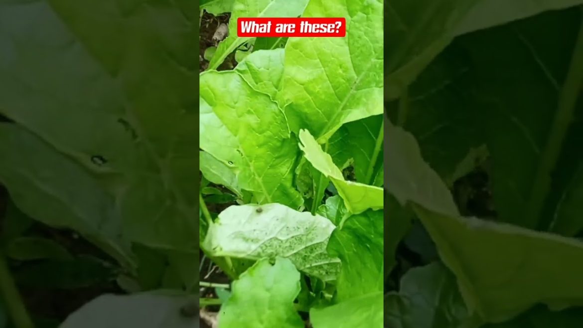 What are these? #shorts #shortvideo #short