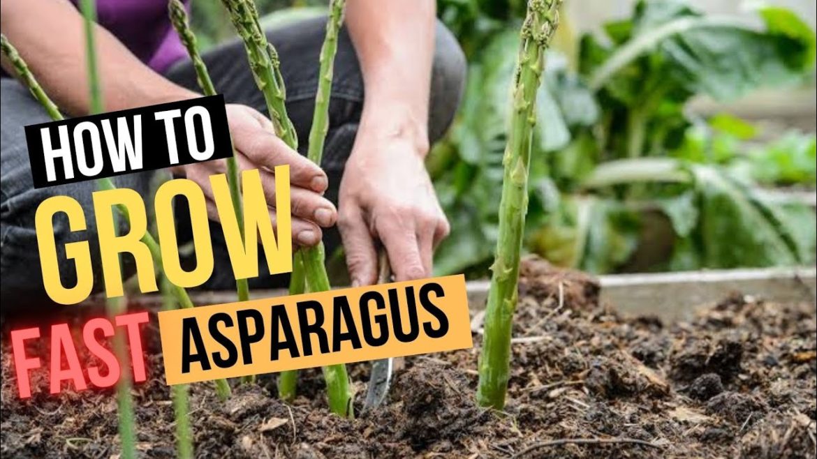 Asparagus || How to grow Asparagus || Plant and Harvest it Asparagus || How to grow Asparagus || Plant and Harvest it