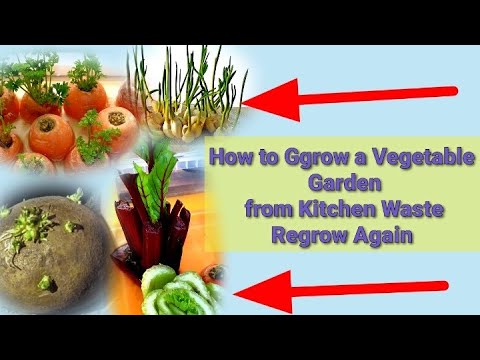 How to Ggrow a Vegetable Garden from Kitchen Waste | Regrow Again and Again!! How to Ggrow a Vegetable Garden from Kitchen Waste | Regrow Again and Again!!