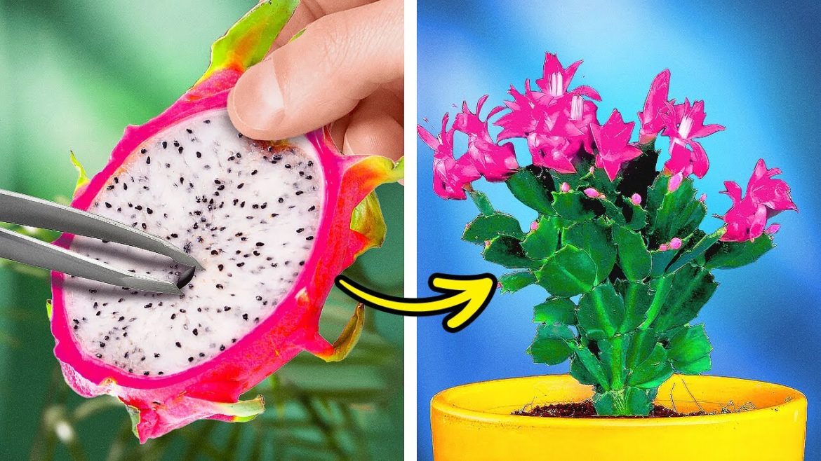 Useful Tips To Know Before You Grow Your Own Garden Useful Tips To Know Before You Grow Your Own Garden