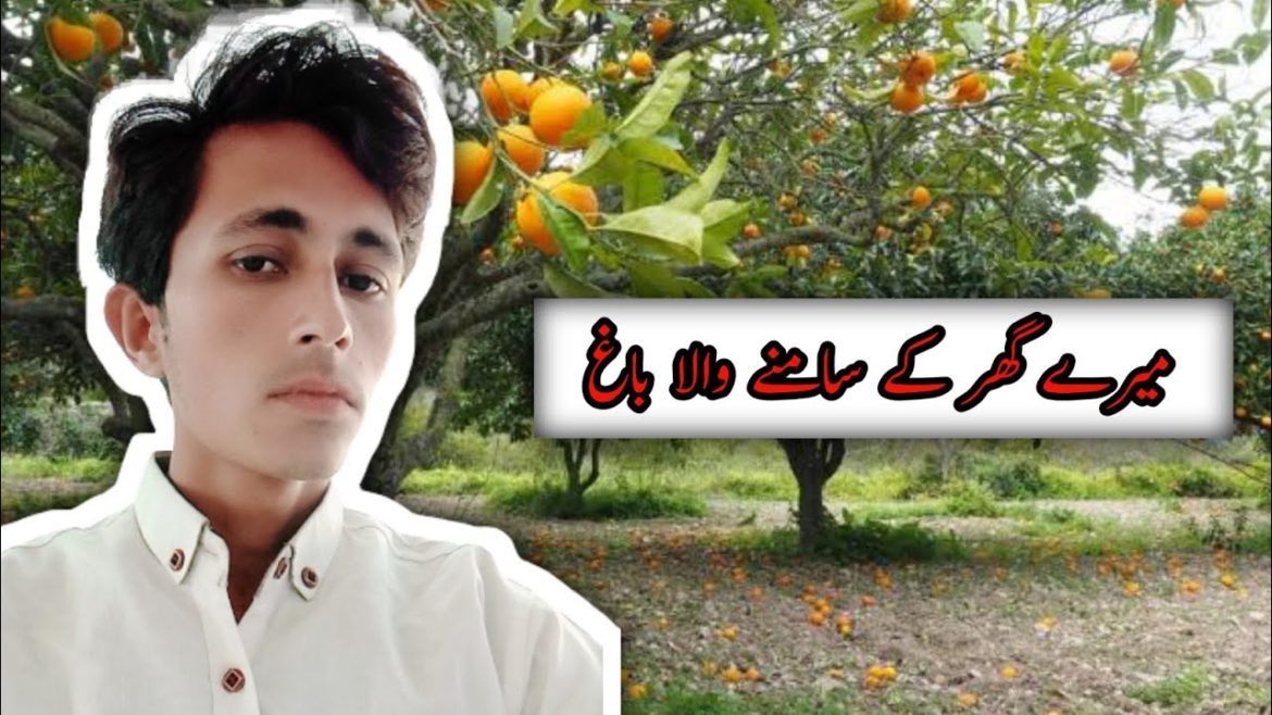 mera ghar ka samna wala garden || zulfi qaisrani vlogs mera ghar ka samna wala garden || zulfi qaisrani vlogs