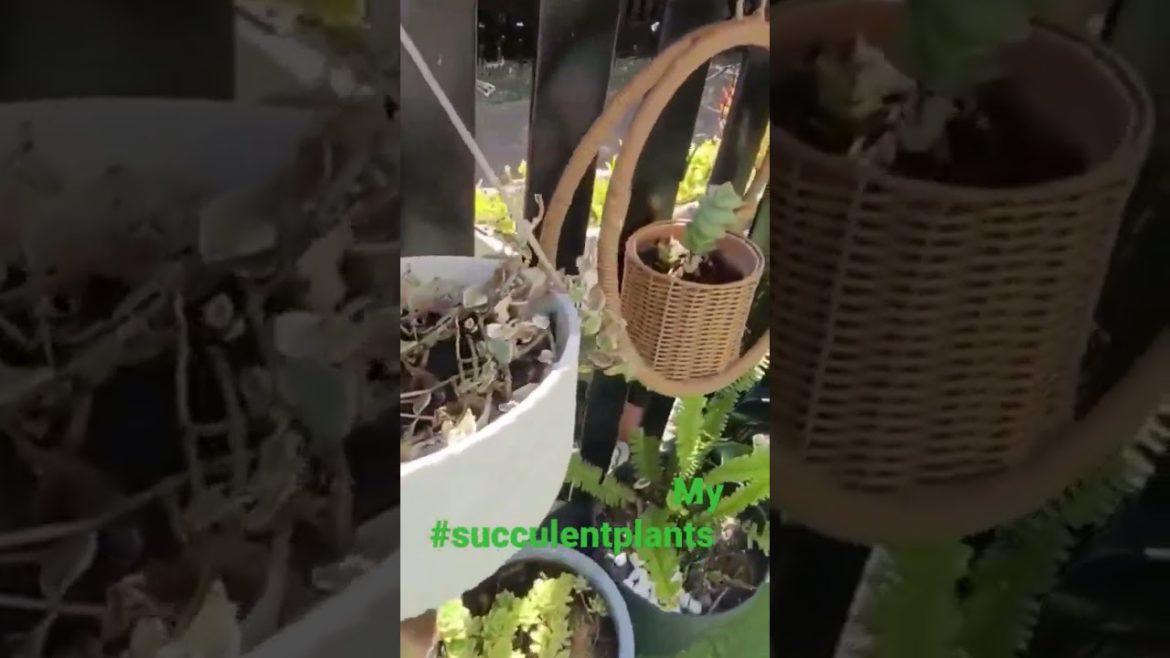 #jungleplants#indoor&outdoor plants PLANTS TOUR IN MY HOUSE @Cernalyn Vlogs