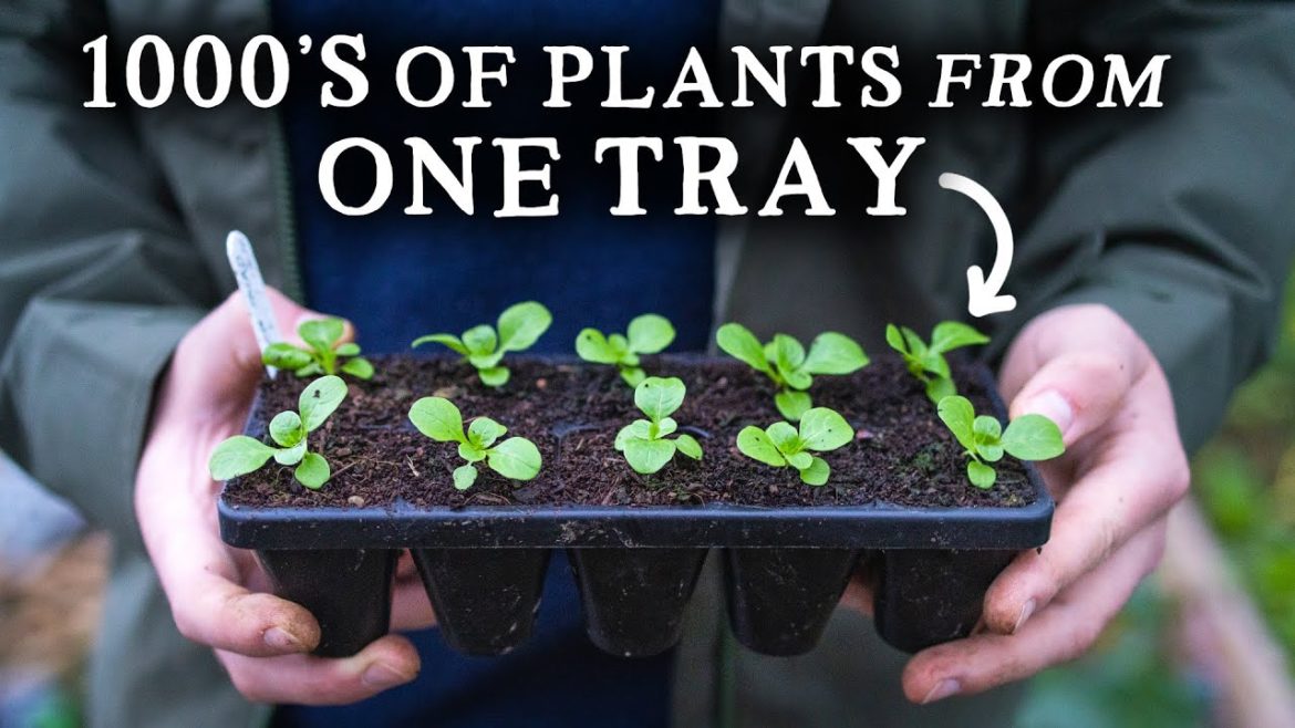 My Long-Lasting 10 and 20 Cell Module Trays Perfect for Gardeners