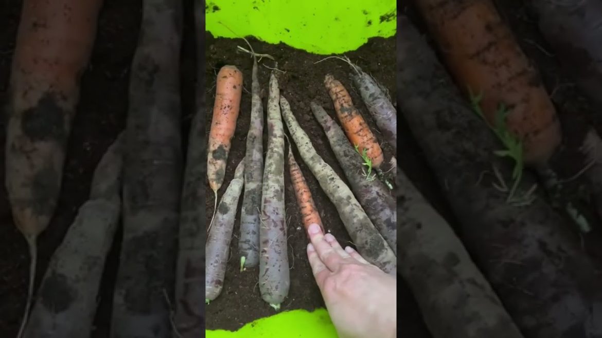 How to store fall carrots #vegetablestorage #gardentips #harvest