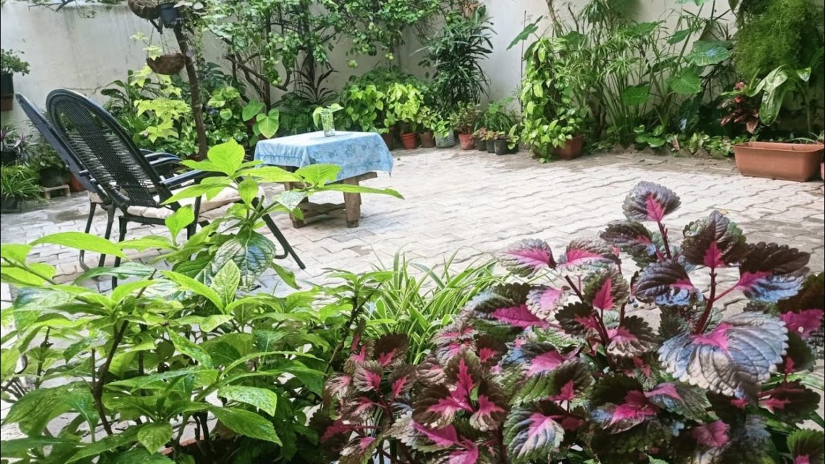 Backyard Overview to see few indoor & fruit plants after renovation