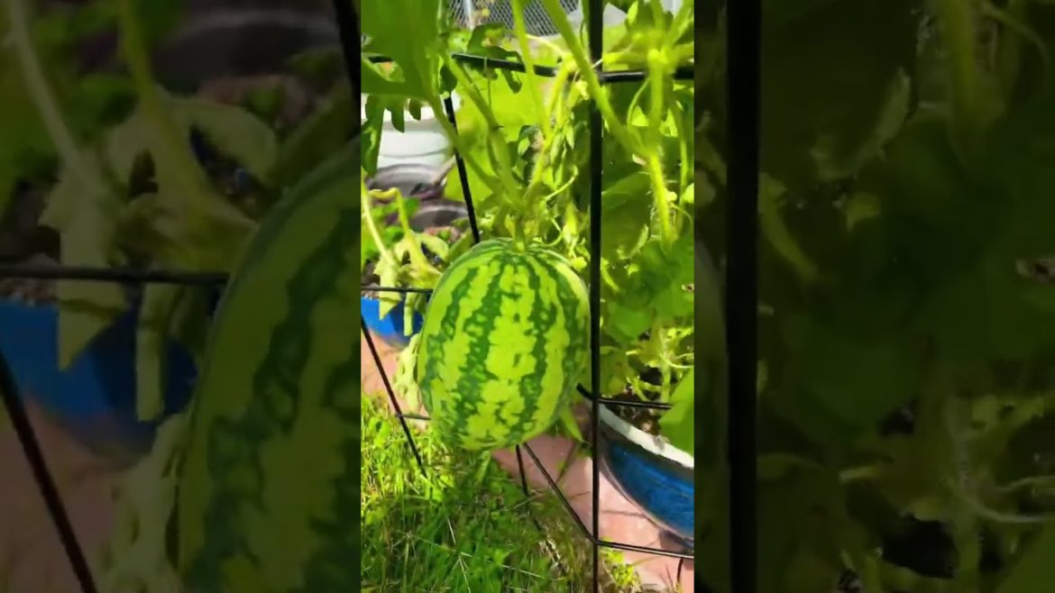 π π#sustainable living #container gardening #homesteading π π#sustainable living #container gardening #homesteading