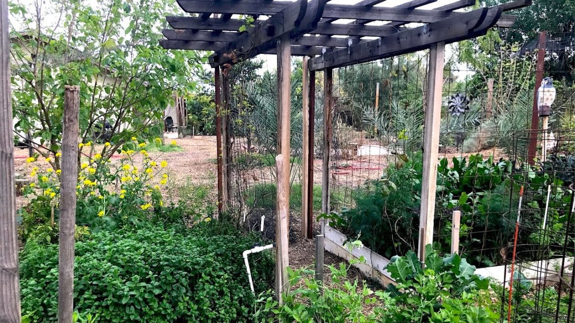 Backyard Garden Tour Spring 2017