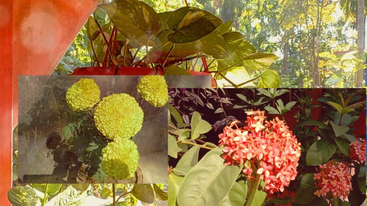 MY SMALL  GARDEN  FLOWERS  || GARDENING WITH BISWAJIT