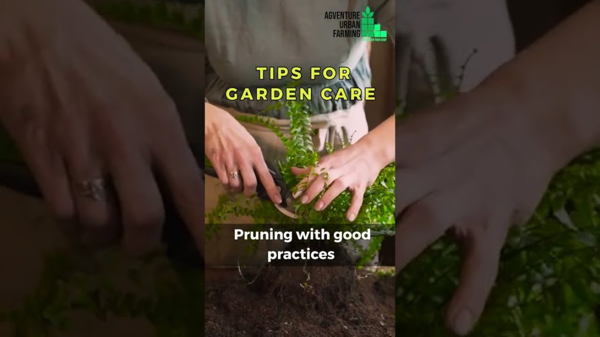 Tips For Garden Care | Gardening Tips for Beginners