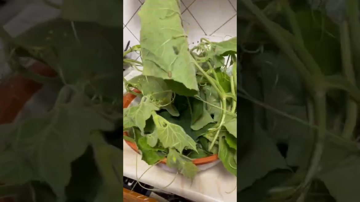 vegetable #viralshorts #agriculture