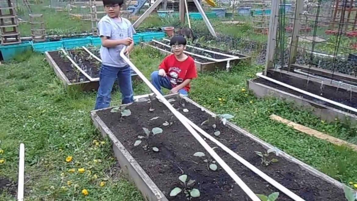 Drip Irrigation Sytem For Backyard Garden | Simple Gardening Ideas By Young Gardeners Aiman & Hizami