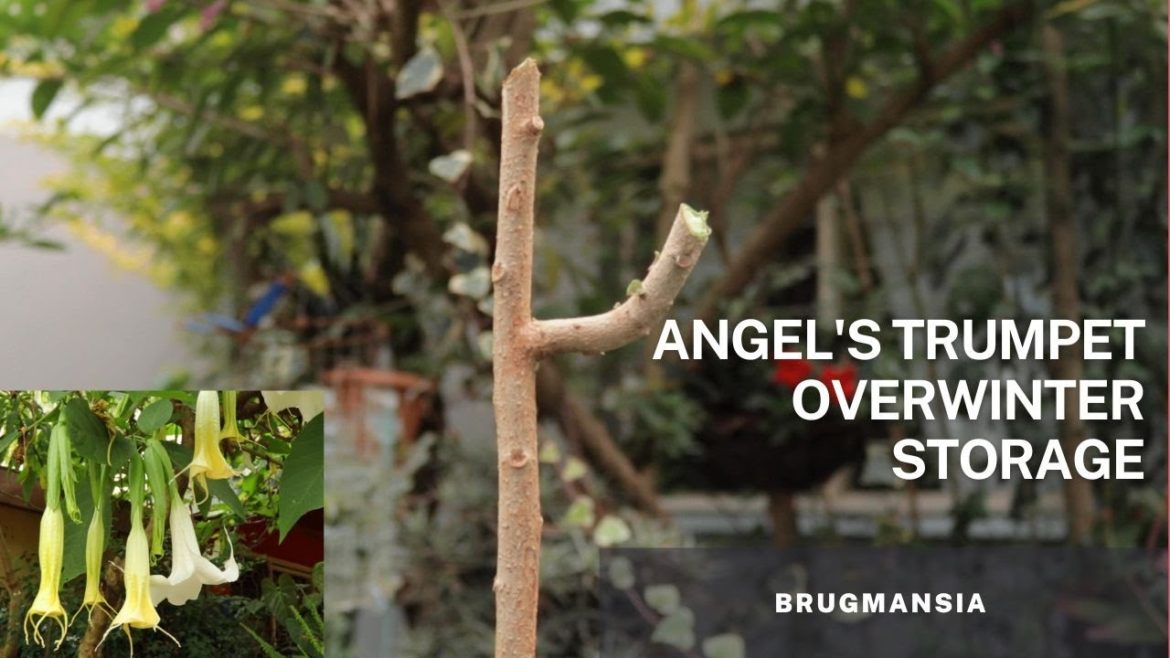 Overwinter tips for the Brugmansia / Angels Trumpet plant. Overwinter tips for the Brugmansia / Angels Trumpet plant.