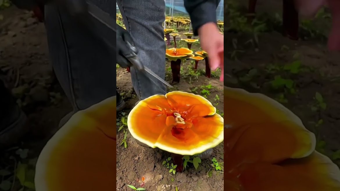 Growing Lingzhi Mushroom in a greenhouse #shorts #satisfying #funny #Agriculture #harvest Growing Lingzhi Mushroom in a greenhouse #shorts #satisfying #funny #Agriculture #harvest