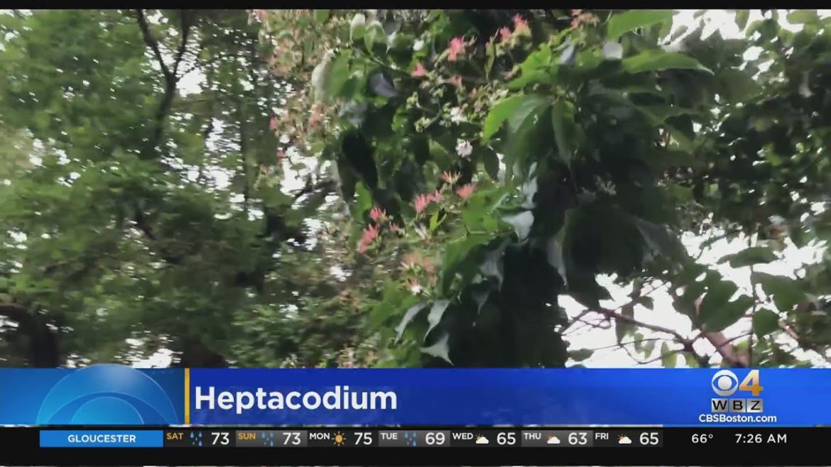 Gardening Tips: Heptacodium
