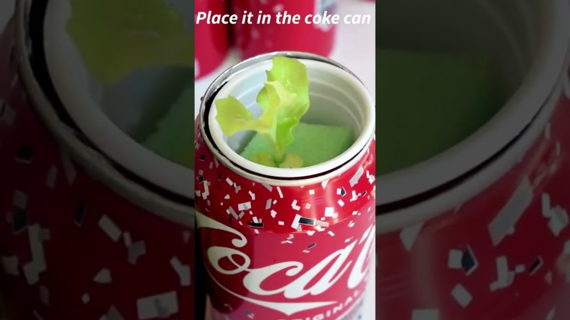 Lettuce In A Coke Hydroponic Container Recycle Me Series Episode 2 #hydroponics #gardening #lettuce