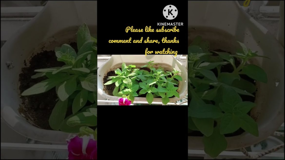 petunia flower plant shorts video.
