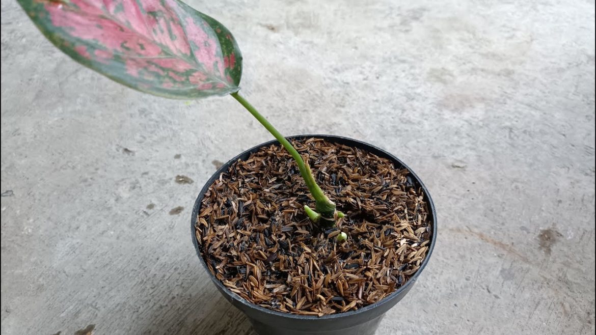Tips for Success in Multiplying Aglaonema by Cutting Propagation
