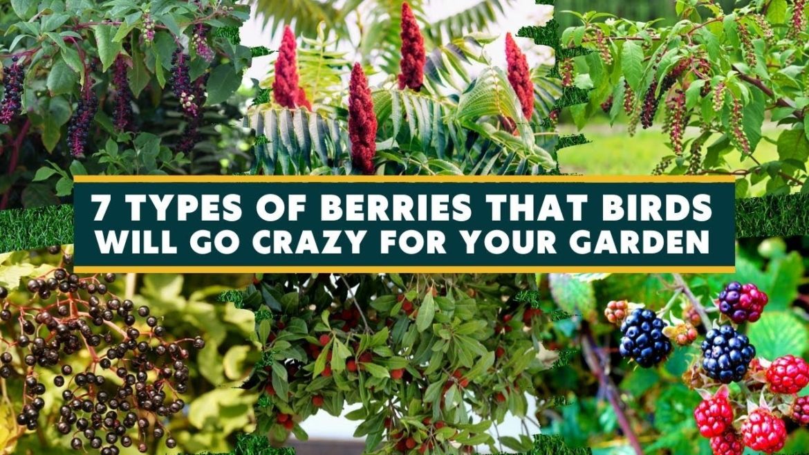 7 Types of Berries That Birds Will Go Crazy For your Garden 🌺🌷