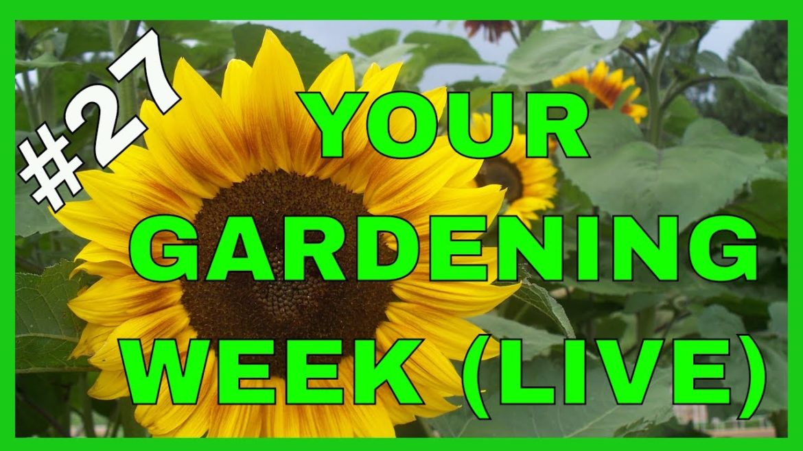 Gardening Tips for Success (Q&A) Gardening Tips for Success (Q&A)