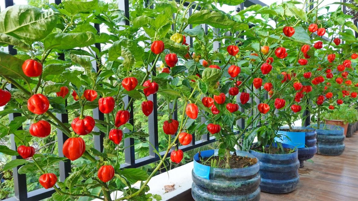 The challenge of growing the hottest chili in the world, more than a hundred fruits a tree