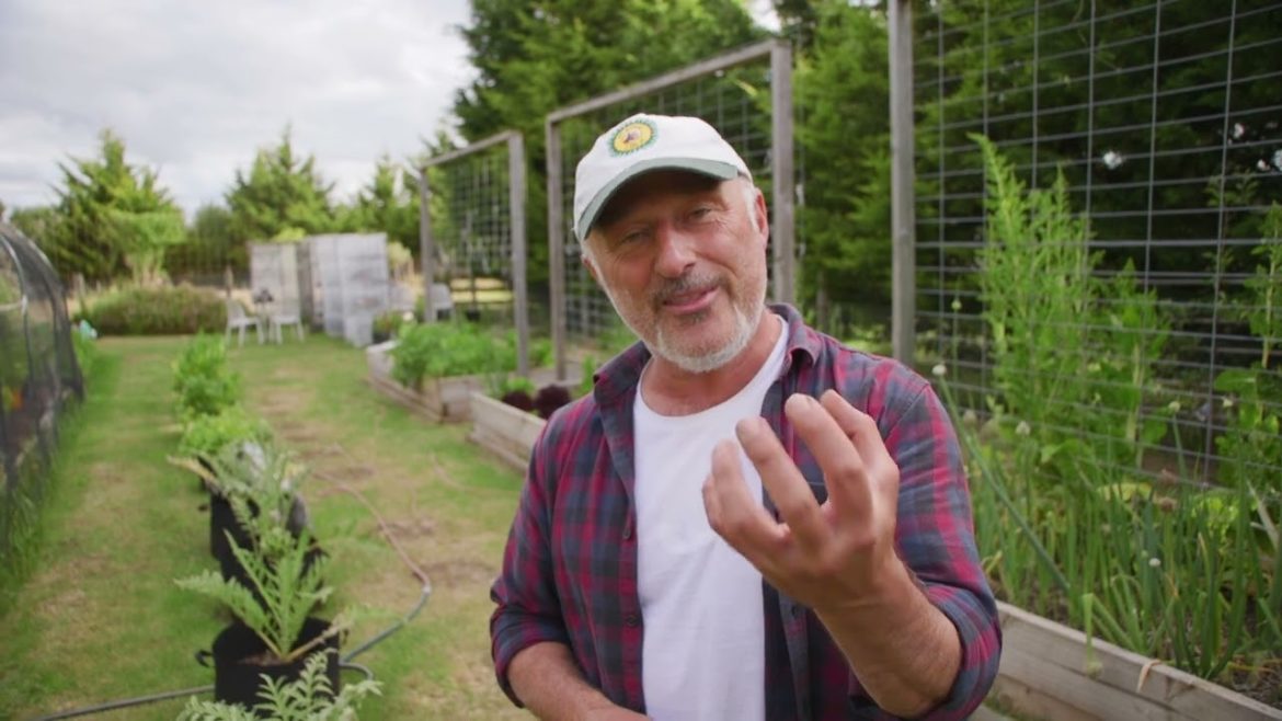 Tips On Growing Artichokes