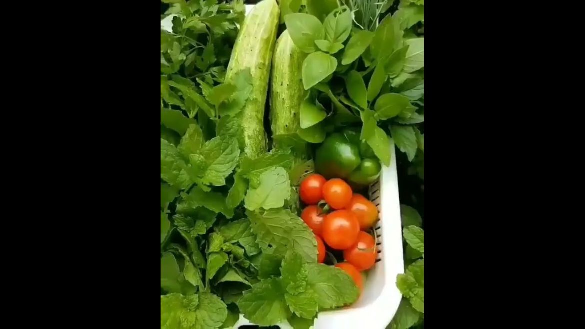 Vegetable Plants in Kitchen Garden