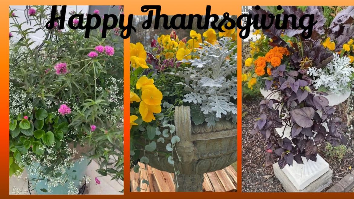 Happiest Thanksgiving!! Grateful for all my Supporters!!