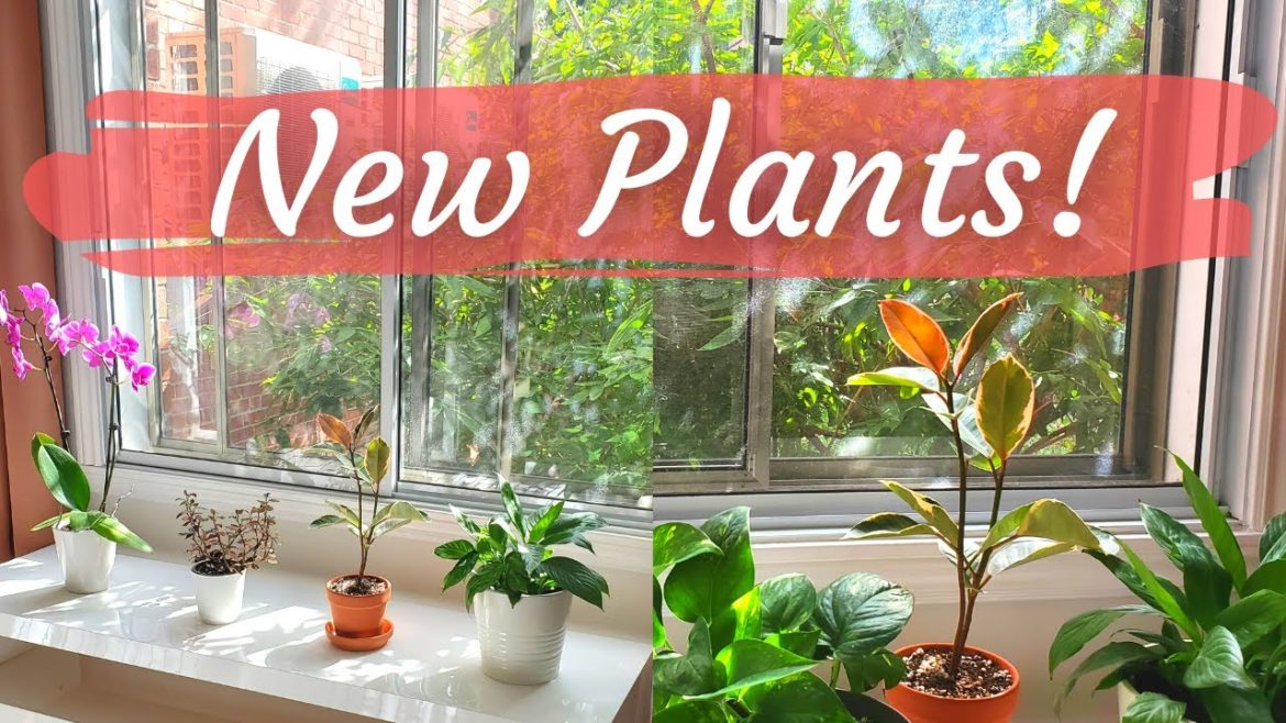 Starting a houseplant collection in my new apartment! | Houseplant shopping haul